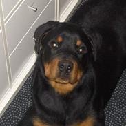 Rottweiler  Cue C´zar 
