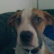 Amerikansk bulldog Rico