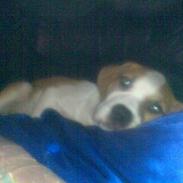 Amerikansk bulldog Rico