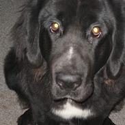 Blanding af racer julius