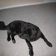 Blanding af racer julius