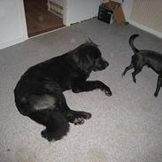 Blanding af racer julius