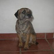 Border terrier harry