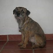 Border terrier harry