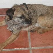 Border terrier harry