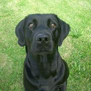 Labrador retriever Ninka / Kiwi