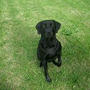 Labrador retriever Ninka / Kiwi