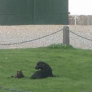 Labrador retriever Ninka / Kiwi