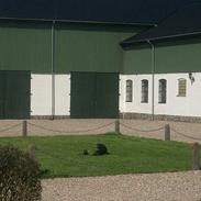 Labrador retriever Ninka / Kiwi