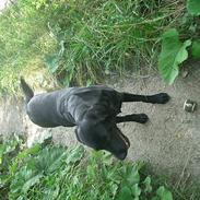 Labrador retriever Ninka / Kiwi