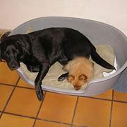 Blanding af racer Charlie