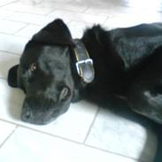 Blanding af racer Kenzo