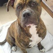 Amerikansk bulldog Samson