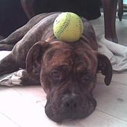 Amerikansk bulldog Samson