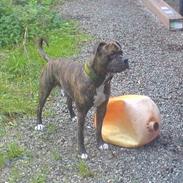 Amerikansk bulldog Samson