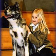 Akita inu Sumi * R.I.P *