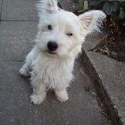 West highland white terrier Funny Jenzen