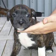 Staffordshire bull terrier Luna