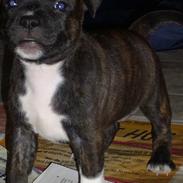 Staffordshire bull terrier Luna