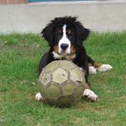 Berner sennenhund Anton