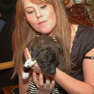 Staffordshire bull terrier Luna