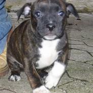 Staffordshire bull terrier Luna