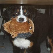 Berner sennenhund Anton