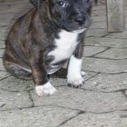 Staffordshire bull terrier Luna