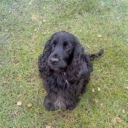 Cocker spaniel Catchy Remarkable Ruth