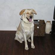 Blanding af racer Stoffer