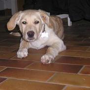 Blanding af racer Stoffer