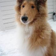 Collie langhåret Felix 