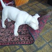 Bullterrier Zezza