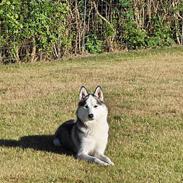 Siberian husky Koda