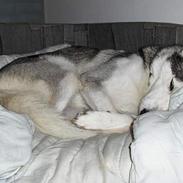 Siberian husky Koda