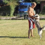 Siberian husky Koda