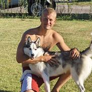 Siberian husky Koda