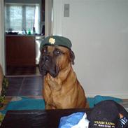 Bullmastiff cæsar