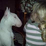 Bullterrier Ganto