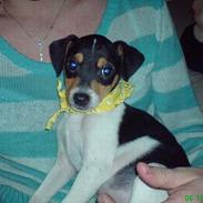 Dansk svensk gaardhund mikkel