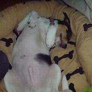 Dansk svensk gaardhund mikkel