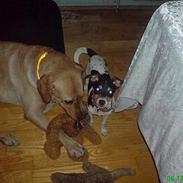 Dansk svensk gaardhund mikkel