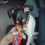 Dansk svensk gaardhund mikkel