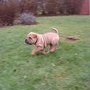 Shar pei $ SHAKER $