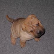 Shar pei $ SHAKER $