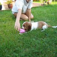 Welsh springer spaniel Olivia