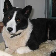 Karelsk bjørnehund Dina