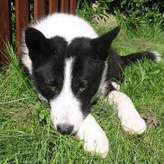 Karelsk bjørnehund Dina