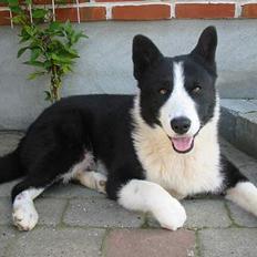 Karelsk bjørnehund Dina