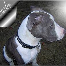 Blanding af racer Charlie